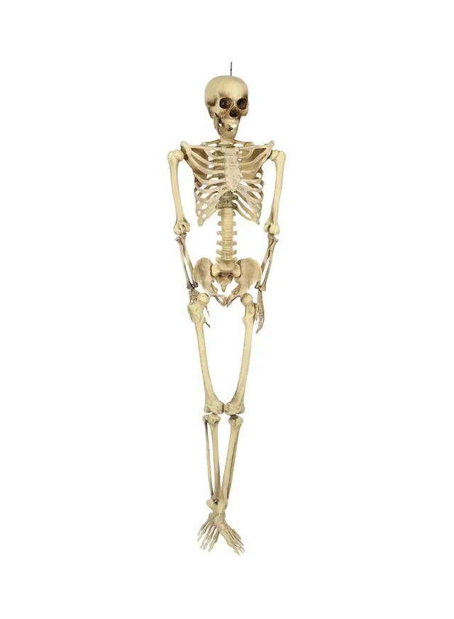 Life Size Skeleton