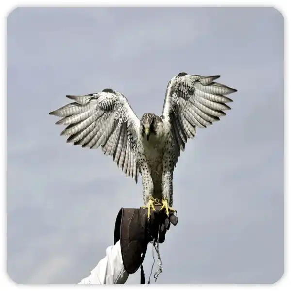 Falcon Hire