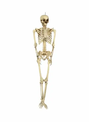 [18709] Life Size Skeleton